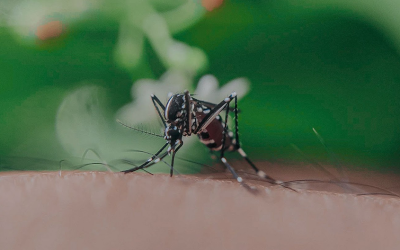 Prevent Dengue this Rainy Season